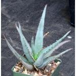 Aloe cv Diablo 4-inch pots