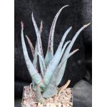 Aloe cv Diablo 5-inch pots