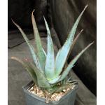 Aloe cv Diablo one-gallon pots