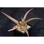 Aloe cv ‘Goliath‘ 4-inch pots