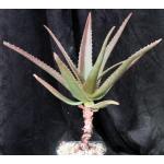 Aloe cv Goliath one-gallon pots