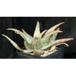 Aloe cv Krakatoa one-gallon pots
