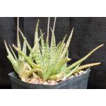 Aloe cv Lizard Lips one-gallon pots