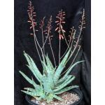 Aloe cv Mona Loa 2-gallon pots