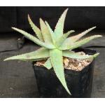 Aloe cv Orange Marmalade one-gallon pots