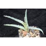 Aloe cv Pink Blush 2-inch pots