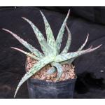 Aloe cv Pink Blush one-gallon pots