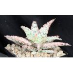 Aloe cv Pink Lace 5-inch pots
