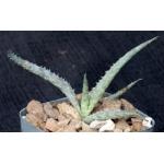 Aloe cv Raspberry Delight 2-inch pots