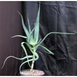 Aloe cv Scarlet Rockets 10-inch pots