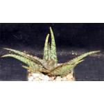 Aloe cv ‘Sunset‘ 4-inch pots