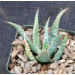 Aloe cv Sunset 4-inch pots