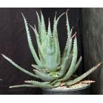 Aloe cv Swordfish 2-gallon pots