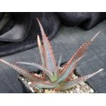 Aloe cv Swordfish 5-inch pots