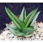 Aloe cv Walmsley‘s Bronze variegate 4-inch pots