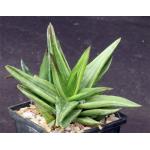 Aloe cv Walmsley‘s Bronze variegate 5-inch pots