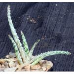 Aloe cv Wunderkind 2-inch pots
