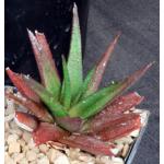 Aloe cv Black Prince 5-inch pots