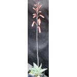 Aloe cv Snowstorm 2-inch pots