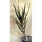 Aloe dawei 8-inch pots