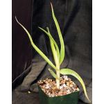 Aloe decurva 4-inch pots