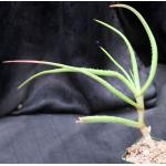 Aloe decurva 5-inch pots