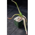 Aloe decurva 4-inch pots