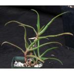 Aloe delphinensis 4-inch pots