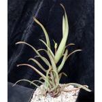 Aloe delphinensis one-gallon pots