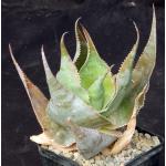 Aloe deltoideodonta var. brevifolia 5-inch pots