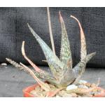 Aloe deltoideodonta variegata Rauh 4-inch pots