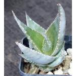 Aloe deltoideodonta var. brevifolia 2-inch pots