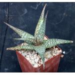 Aloe deltoideodonta variegata Rauh 4-inch pots