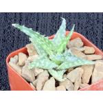 Aloe descoingsii ssp. augustina 2-inch pots