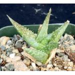 Aloe descoingsii ssp. augustina 2-inch pots