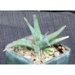 Aloe descoingsii x calcairophila 4-inch pots