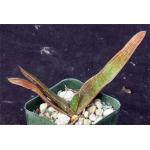 Aloe dewetii 2-inch pots