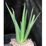 Aloe dhalensis one-gallon pots