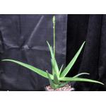 Aloe dhalensis one-gallon pots