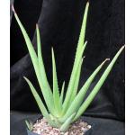 Aloe dhalensis one-gallon pots