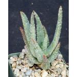 Aloe dichotoma 4-inch pots