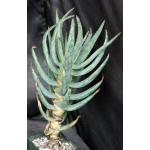 Aloe dichotoma one-gallon pots