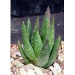 Aloe dichotoma 4-inch pots
