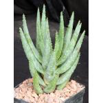Aloe dichotoma 5-inch pots