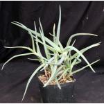 Aloe diolii one-gallon pots