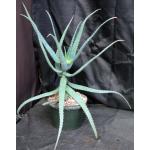 Aloe divaricata 8-inch pots