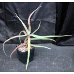 Aloe tulearensis one-gallon pots
