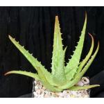 Aloe dorotheae 5-inch pots