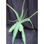 Aloe duckeri 3-gallon pots