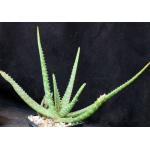 Aloe ellenbeckii 5-inch pots